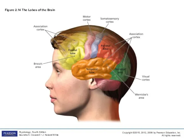 Figure 2.14 The Lobes of the Brain