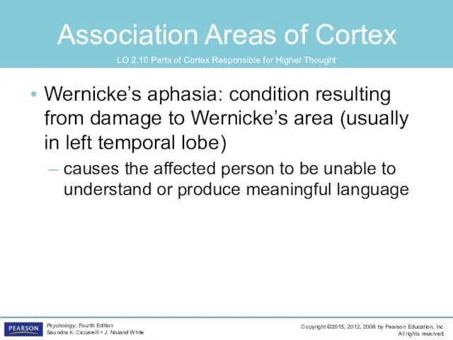 Association Areas of Cortex Wernicke’s aphasia: condition resulting from damage to