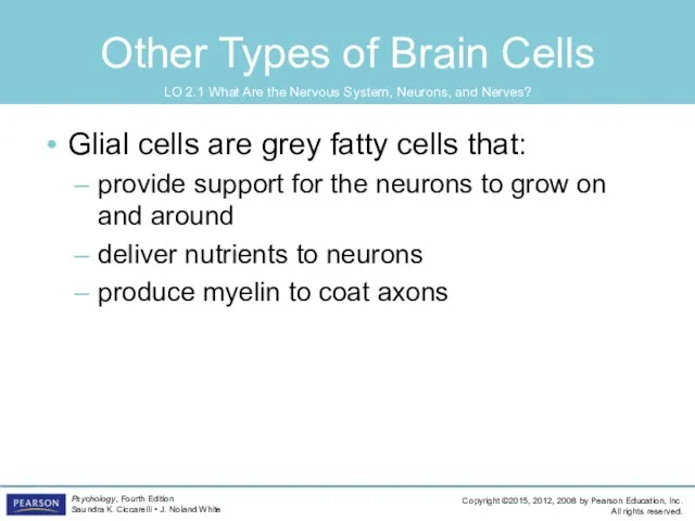 Other Types of Brain Cells Glial cells are grey fatty cells