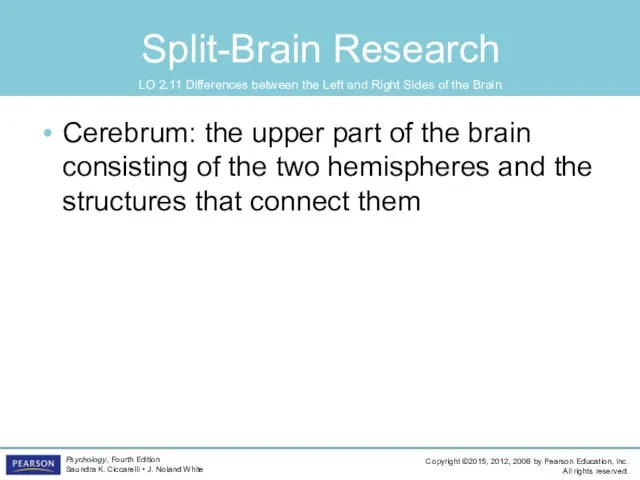 Split-Brain Research Cerebrum: the upper part of the brain consisting of