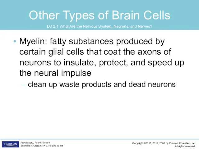 Other Types of Brain Cells Myelin: fatty substances produced by certain