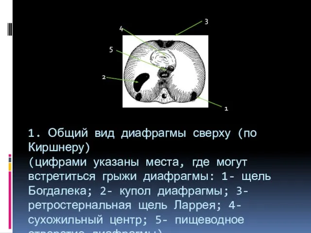 1. Общий вид диафрагмы сверху (по Киршнеру) (цифрами указаны места, где