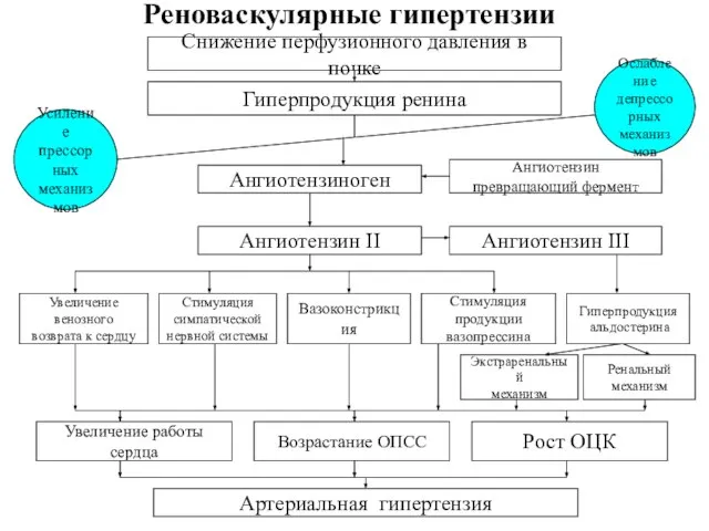 Реноваскулярные гипертензии Снижение перфузионного давления в почке Гиперпродукция ренина Ангиотензиноген Ангиотензин