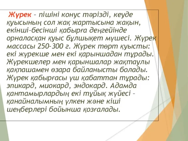 Жүрек – пішіні конус тәрізді, кеуде қуысының сол жақ жартысына жақын,