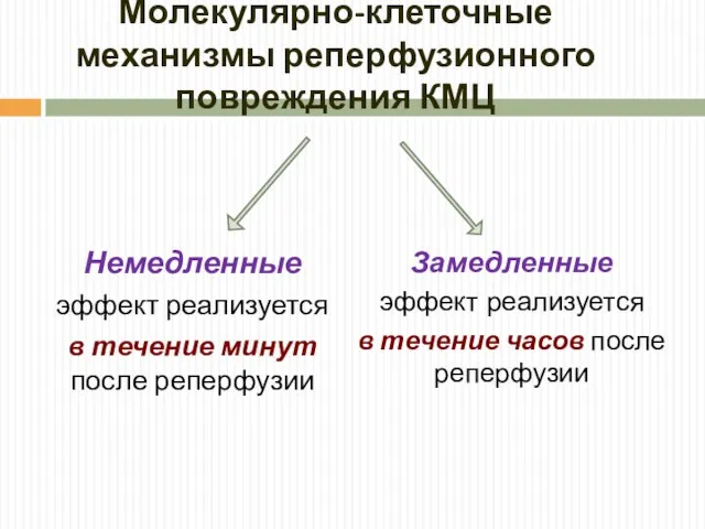 Молекулярно-клеточные механизмы реперфузионного повреждения КМЦ Немедленные эффект реализуется в течение минут