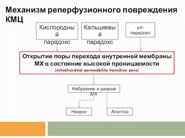 Механизм реперфузионного повреждения КМЦ Кислородный парадокс Кальциевый парадокс pH-парадокс Открытие поры