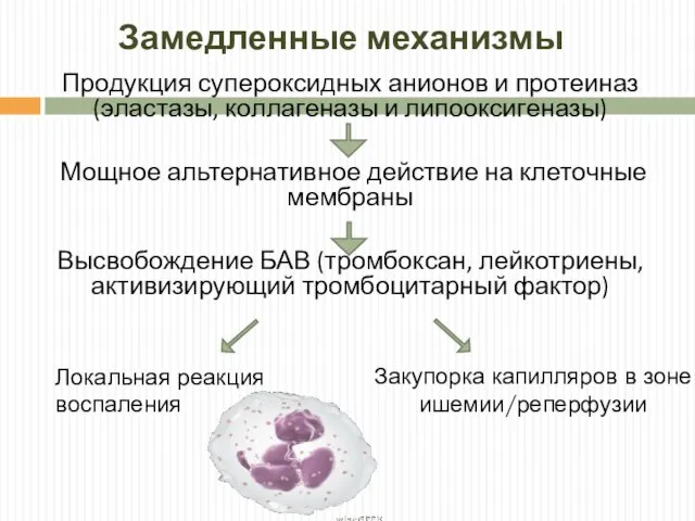 Замедленные механизмы Продукция супероксидных анионов и протеиназ (эластазы, коллагеназы и липооксигеназы)