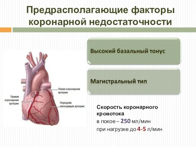 Предрасполагающие факторы коронарной недостаточности Скорость коронарного кровотока в покое – 250