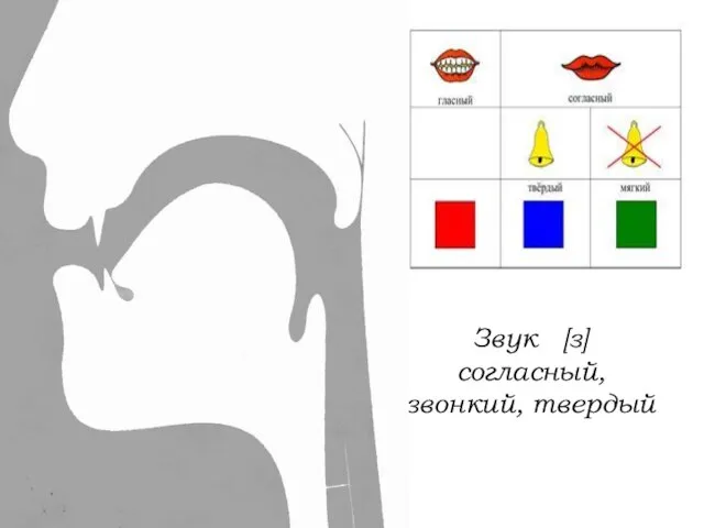 Звук [з] согласный, звонкий, твердый
