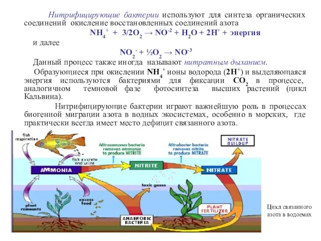 Нитрифицирующие бактерии используют для синтеза органических соединений окисление восстановленных соединений азота