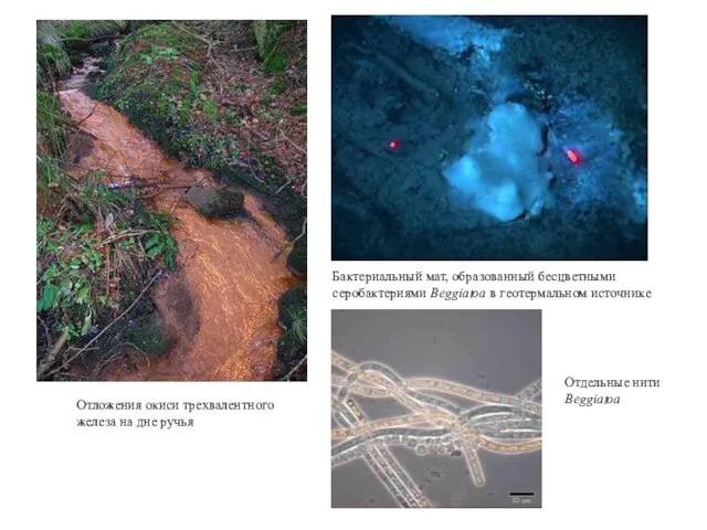 Отложения окиси трехвалентного железа на дне ручья Бактериальный мат, образованный бесцветными