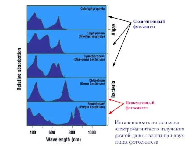Оксигенненный фотосинтез Неоксигенный фотосинтез Интенсивность поглощения электромагнитного излучения разной длины волны при двух типах фотосинтеза
