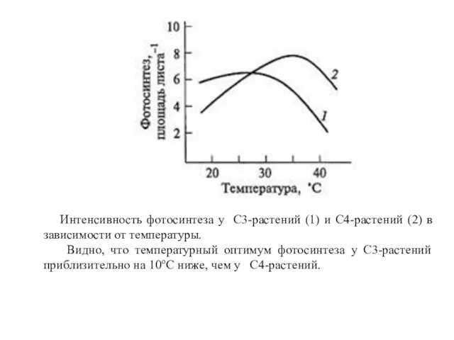 Интенсивность фотосинтеза у С3-растений (1) и С4-растений (2) в зависимости от