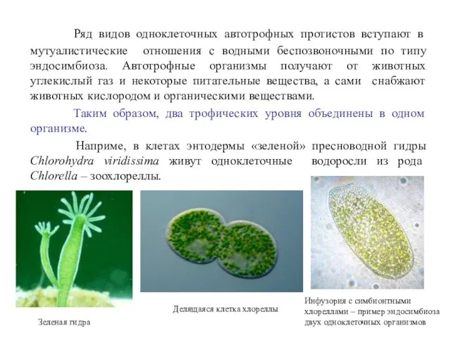 Ряд видов одноклеточных автотрофных протистов вступают в мутуалистические отношения с водными
