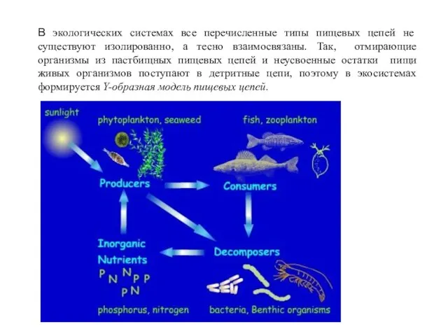 В экологических системах все перечисленные типы пищевых цепей не существуют изолированно,