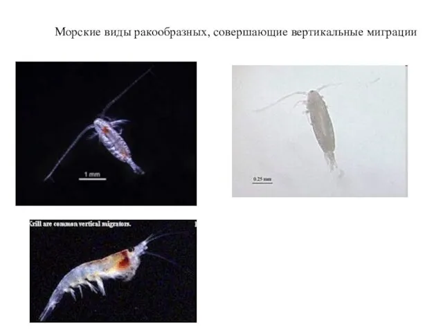 Морские виды ракообразных, совершающие вертикальные миграции