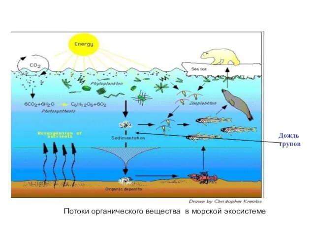 Потоки органического вещества в морской экосистеме Дождь трупов