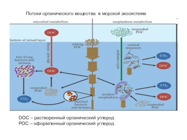 Потоки органического вещества в морской экосистеме DOC – растворенный органический углерод РОС – оформленный органический углерод