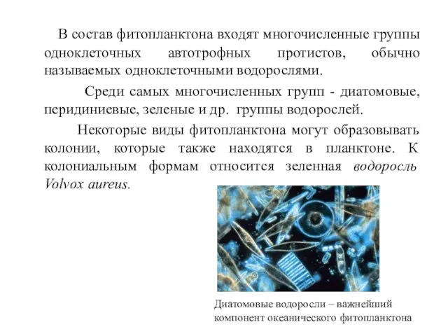 В состав фитопланктона входят многочисленные группы одноклеточных автотрофных протистов, обычно называемых