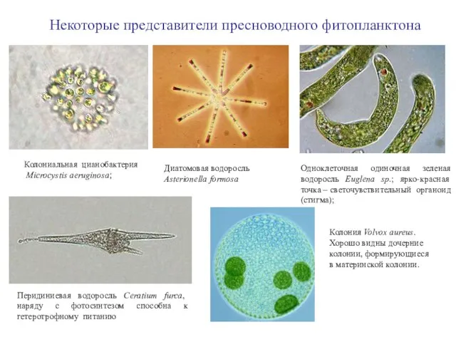 Колониальная цианобактерия Microcystis aeruginosa; Диатомовая водоросль Asterionella formosa Одноклеточная одиночная зеленая