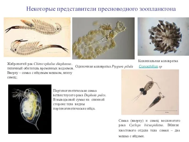 Жаброногий рак Chirocephalus diaphanus. типичный обитатель временных водоемов. Вверху – самка