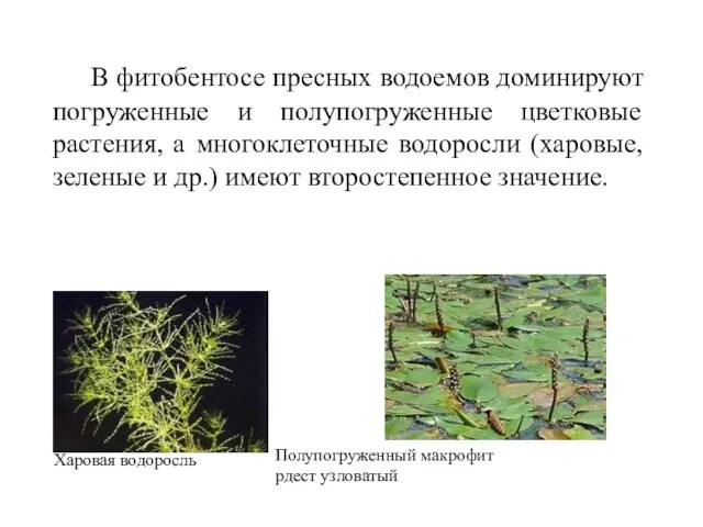 В фитобентосе пресных водоемов доминируют погруженные и полупогруженные цветковые растения, а