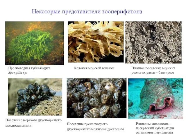 Пресноводная губка бадяга Spongilla sp. Колония морской мшанки Плотное поселение морских