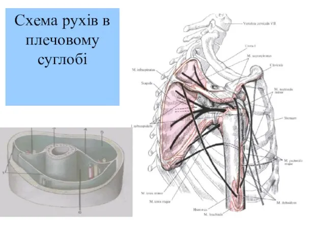 Схема рухів в плечовому суглобі