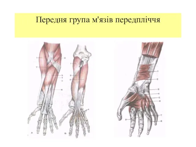 Передня група м'язів передпліччя