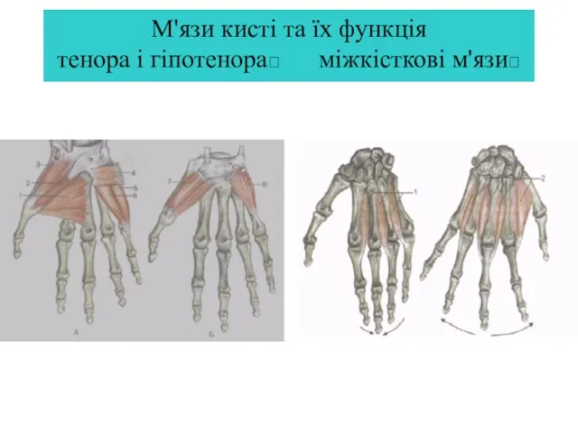 М'язи кисті та їх функція тенора і гіпотенора? міжкісткові м'язи?
