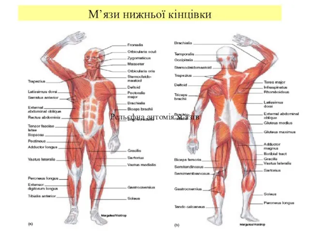 М’язи нижньої кінцівки Рельєфна антомія м’язів