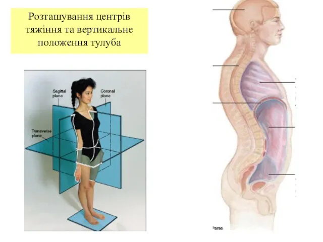Розташування центрів тяжіння та вертикальне положення тулуба