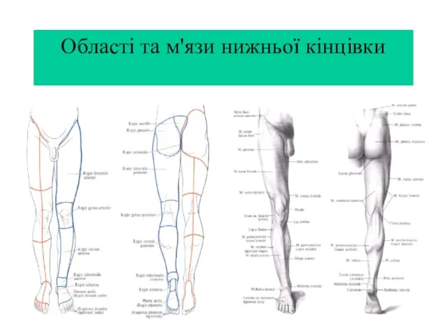 Області та м'язи нижньої кінцівки