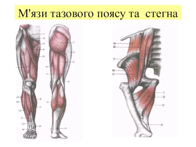 М'язи тазового поясу та стегна