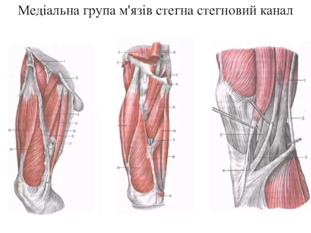 Медіальна група м'язів стегна стегновий канал