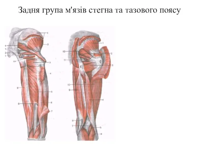 Задня група м'язів стегна та тазового поясу