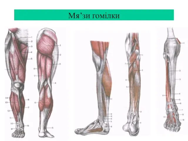 Мя’зи гомілки