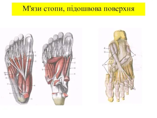 М'язи стопи, підошвова поверхня