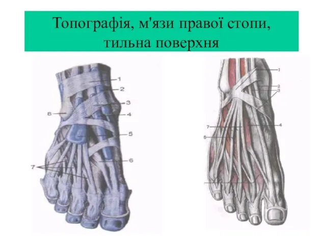 Топографія, м'язи правої стопи, тильна поверхня