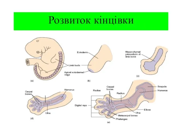 Розвиток кінцівки