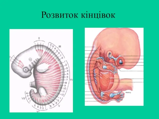 Розвиток кінцівок