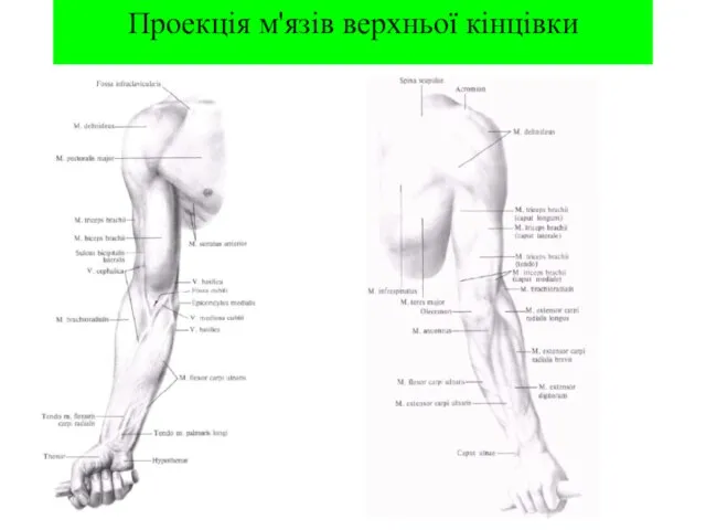 Проекція м'язів верхньої кінцівки