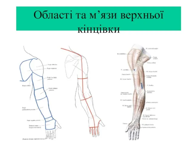 Області та м’язи верхньої кінцівки