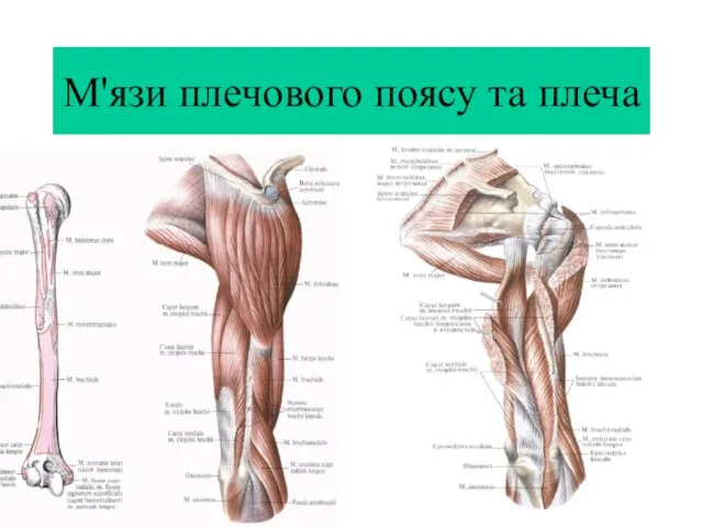 М'язи плечового поясу та плеча