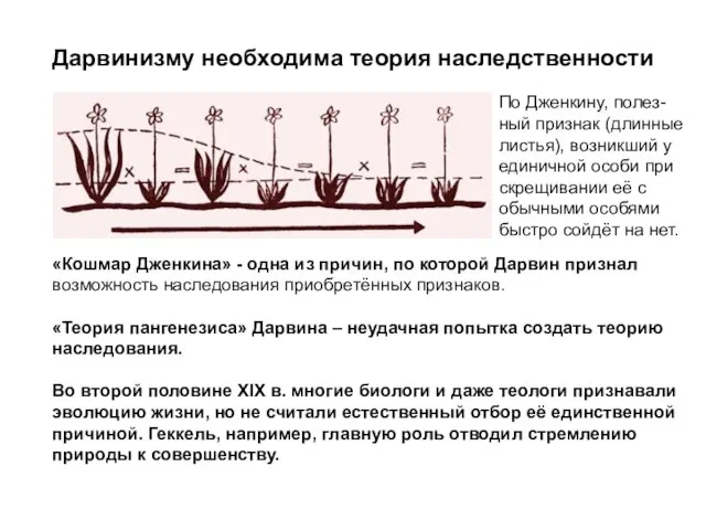 Дарвинизму необходима теория наследственности По Дженкину, полез- ный признак (длинные листья),