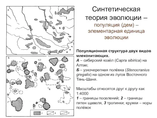 Синтетическая теория эволюции – популяция (дем) – элементарная единица эволюции Популяционная