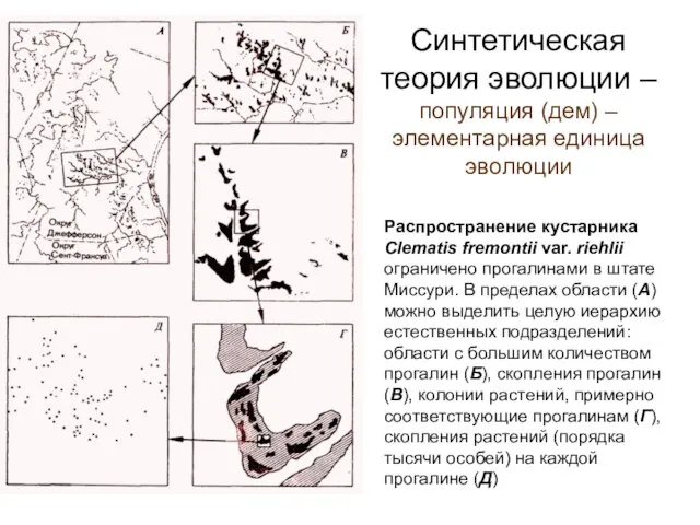 Синтетическая теория эволюции – популяция (дем) – элементарная единица эволюции Распространение