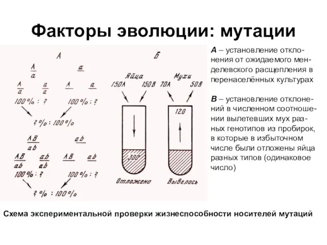 Факторы эволюции: мутации А – установление откло-нения от ожидаемого мен-делевского расщепления