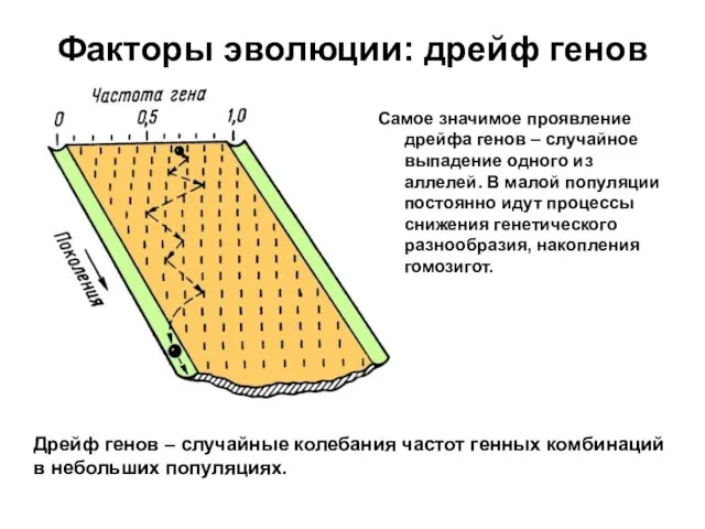 Факторы эволюции: дрейф генов Дрейф генов – случайные колебания частот генных