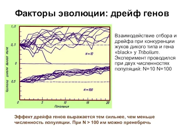 Факторы эволюции: дрейф генов Взаимодействие отбора и дрейфа при конкуренции жуков